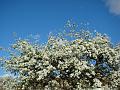 2009-0407-Pear _Blossom_1745-12,7C
